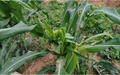 Farmers in Wayanad Warned of Fall Armyworm Infestation