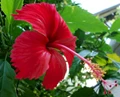 Hibiscus: Health Benefits & Medicinal Properties