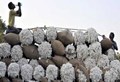 Pakistan could resume cotton imports from India: Report