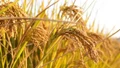 3 Rabi crops witness record high production in 2020-21: Government