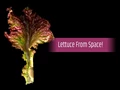 Astronauts Grow Lettuce in International Space Station Successfully