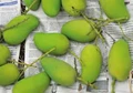 How to prevent Mango Sap Burn Naturally?