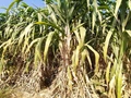PAU recommends 4 new Varieties of Sugarcane for Farmers