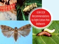 How to Fight Pink Bollworm in Cotton? Follow These 14 ICAR-CICR Recommendations