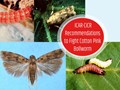 How to Fight Pink Bollworm in Cotton? Follow These 14 ICAR-CICR Recommendations