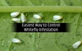 How to Prevent Whitefly Infestation in Plants?