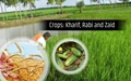 Different Types of Crops & Seasons: Kharif, Rabi, and Zaid