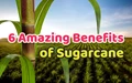 Sugarcane: Just a Summer Refresher or Powerhouse of Nutrients?