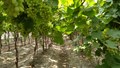 Niche Agriculture brings the freshness of “Queen of Fruits”, Grapes