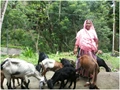 Multiplied 5 GOATS to 23 in 3 years : Andaman Farmer