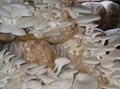 Cultivation of Oyster Mushroom