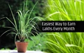 Profitable Agriculture Business Ideas: Earn in Lakhs per Year by Growing Lemon Grass; Step-by-Step Guide Inside