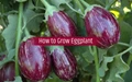 Step by Step Guide for Brinjal Farming in India