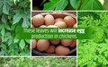 How to Increase Egg Production in Chickens