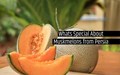 Muskmelons from Persia: Usability, Propagation and much more