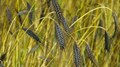 Purple, Black & Green Wheat Crop: How it is Beneficial for Farmers & Cancer Patients?