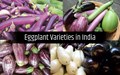 Top Varieties of Brinjal Grown in India