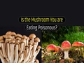 How to Know a Mushroom is Edible or Poisonous?