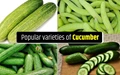 4 Popular Varieties of Cucumber Developed by IARI (Indian Agricultural Research Institute)