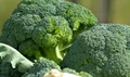 Broccoli Cultivation: How to Plant, Grow, Care, Manage and Harvest This Healthy Vegetable