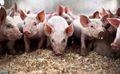 10 Most Profitable Livestock Farming Business Ideas