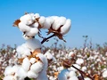 Cotton Exports From India Plagued by Consistency Issues