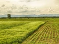 Crop Diversification: Way to Improve Farmers’ Livelihood