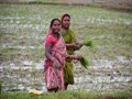 Farm Women Participation in Dry Chilli Post-Harvest Handling Practices at Fields