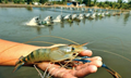 GADVASU Organizes Virtual Training on Best Management Practices for Shrimp Farming