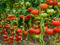 Tree Fungus supplement could lessen use of fertilizer in Tomato crops