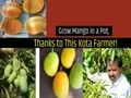Kota Farmer Develops New Round-The-Year Dwarf Mango Variety