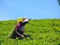 India’s Tea Production Increases 10% This Year