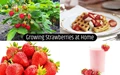Strawberry Cultivation: Relish this Delicious Fruit at no cost by Planting at Home