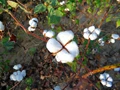 About 50% of Cotton Plantation in Maharashtra is Illegal