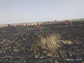 Wheat Crop in 100 Bigha Burnt and Charred to Ash in Bihar's Begusarai