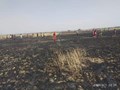 Wheat Crop in 100 Bigha Burnt and Charred to Ash in Bihar's Begusarai