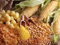 Ozone pollution damages Maize crops, says Study