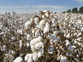 Telangana Topples Gujarat and Becomes Second-Biggest State in Cotton Area