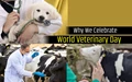 World Veterinary Day: Let’s Appreciate Veterinarians for Caring Our Animal Wealth