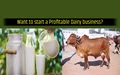 Start Dairy Business with this Cow Breed and Earn Big Profits