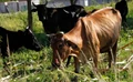 Animal Health and Environment: Potential Challenges