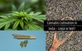 Is Cannabis (Bhang) Cultivation in India Legal or Illegal? Know the Truth
