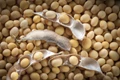 USDA Soybean Data Seen Slightly Bearish – Will the Upside Momentum Ease Now