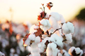 Domestic Cotton markets end the week on positive note: global fundamentals remain healthy