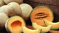 GROW MUSKMELON AND EARN MORE