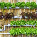 Farmers can earn Lakhs through Vertical Farming; Know How
