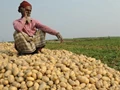 Potato Farmers from West Bengal appreciate State Government's assistance but says more needs to be done