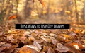 5 Amazing Uses of Dry Leaves: A Useful Natural Resource