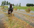 Rain Damages Paddy Crop in Kerala; Farmers worried