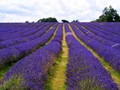 Purple Revolution: Farmers turning to Lavender due to High Demand in Market